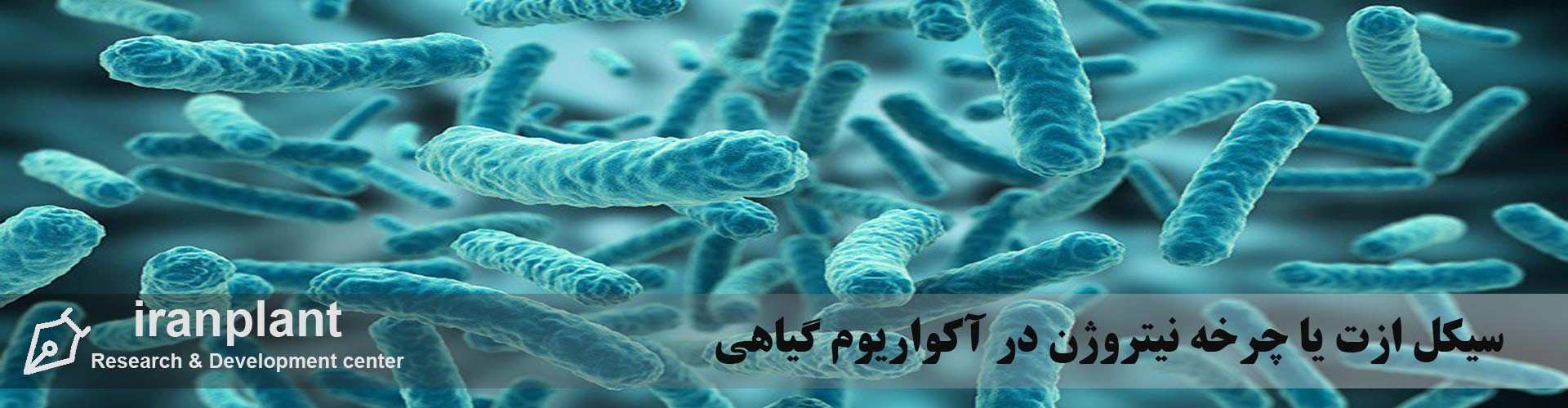 سیکل ازت یا چرخه نیتروژن در آکواریوم گیاهی