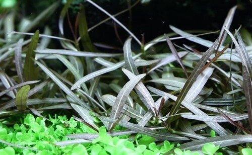 هیگروفیلا آراگوایا / Hygrophila Araguaia