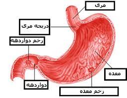 تصاویر برای معده