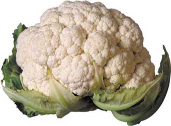 گل کلم Cauliflower