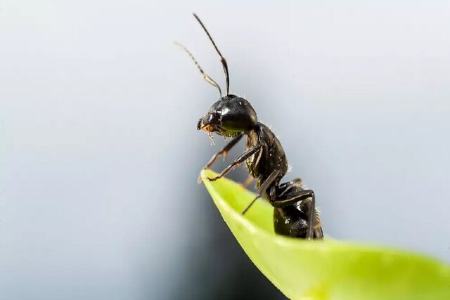 مورچه ها جایگزین آفت‌کش‌ها می شوند