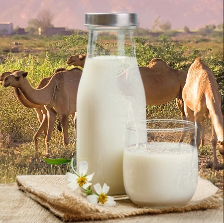 شیر شتر برای ایمنی و مقاومت بدن