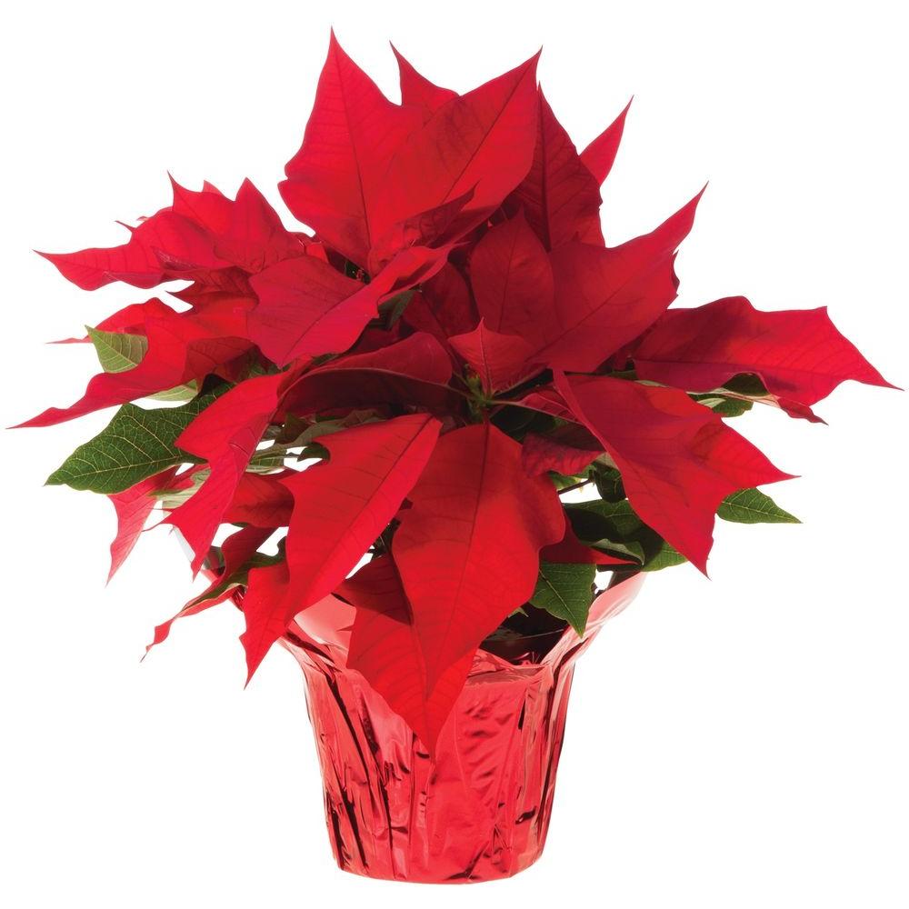 Poinsettia