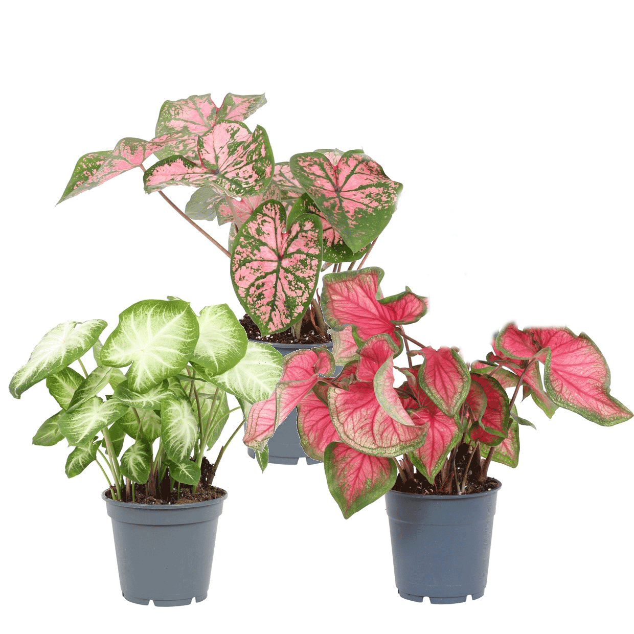 Caladium